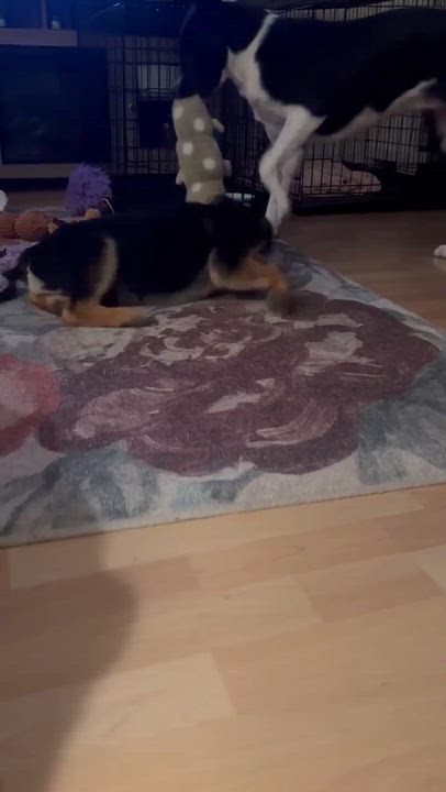 Enlarge Shaggy, an adoptable mixed breed in Blue Bell, PA video 6/6