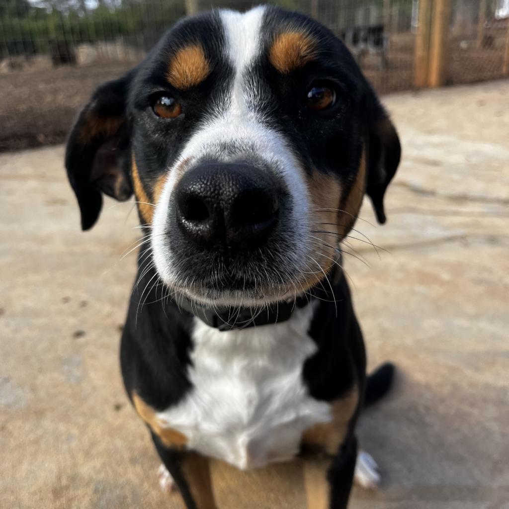 Spot, a Adoptable Mixed Breed in Peachtree City, GA image 1/2