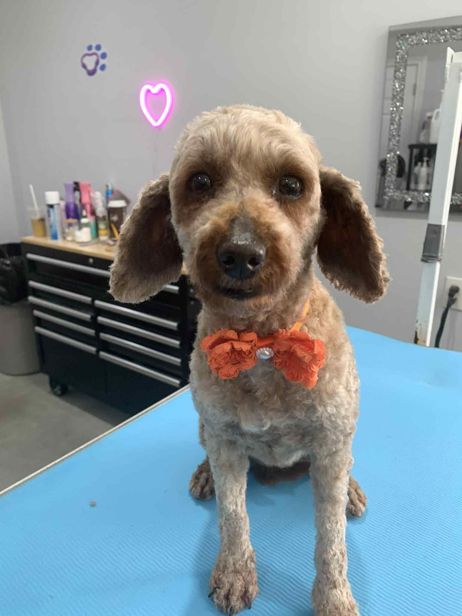 Tiki, Adopted, Adult Female Miniature Poodle.