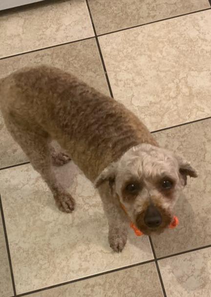 Tiki, a Adopted mixed breed in Oshawa, ON image 3/3