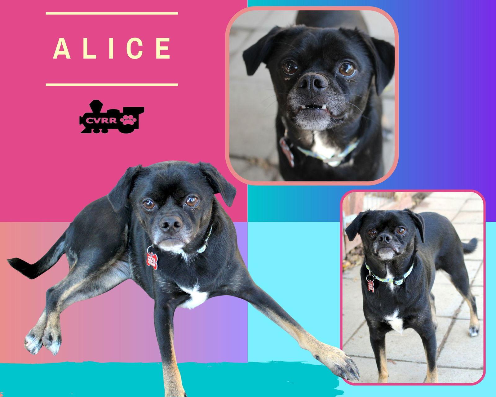 Enlarge Alice, a Adoptable Pug in LINDSAY, CA image 1/1