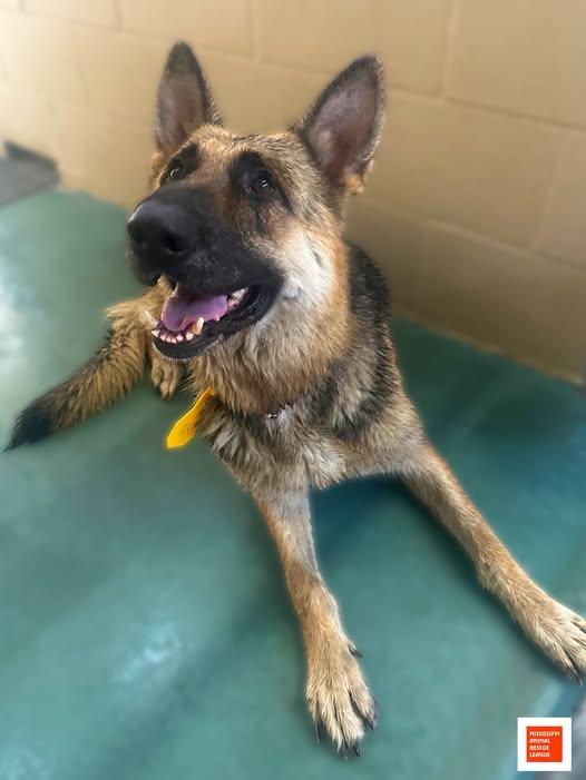 Lassie, ADOPTABLE, Adult Female German Shepherd Dog.
