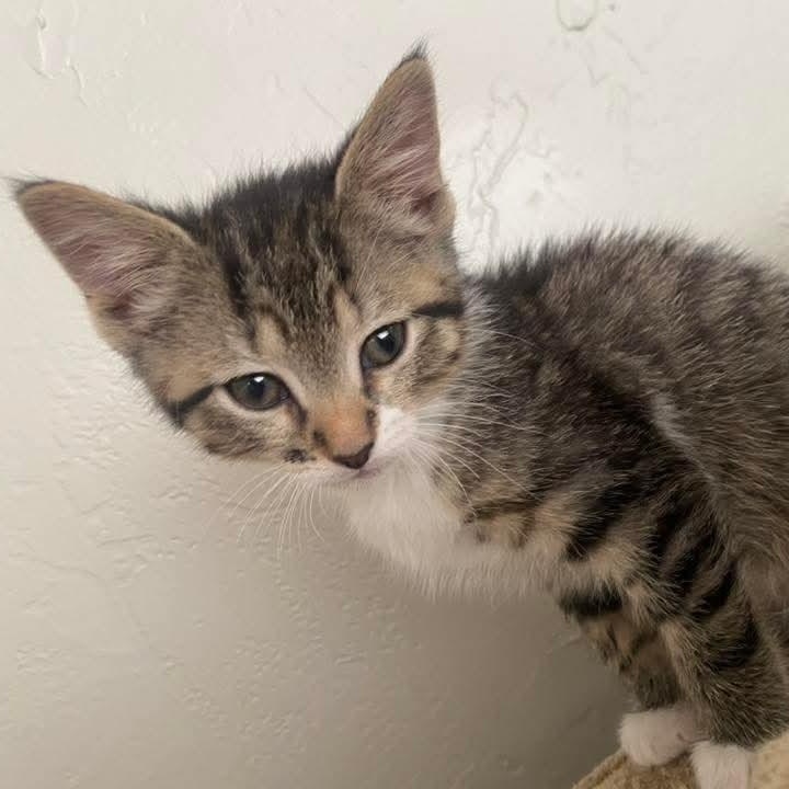 Enlarge Candace , a ADOPTABLE Domestic Short Hair in East Peoria, IL image 2/3