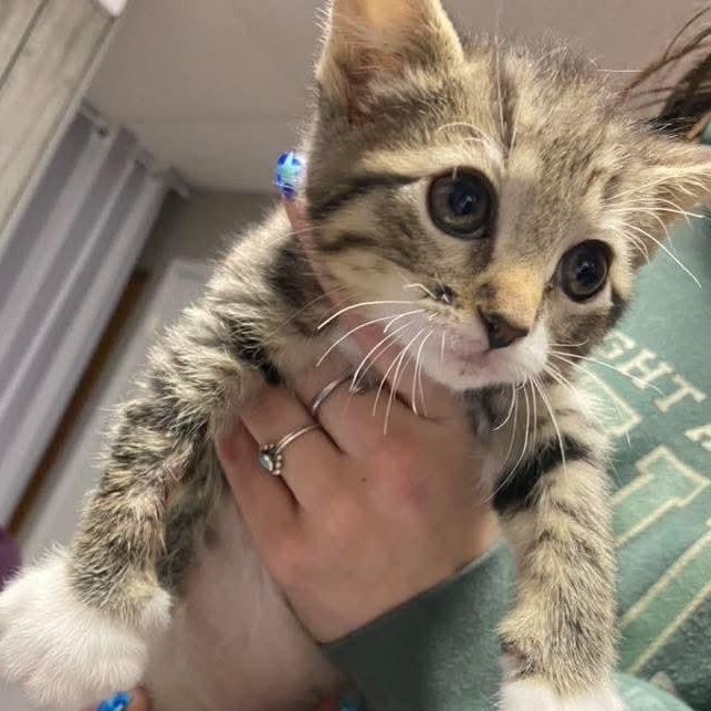 Enlarge Candace , a ADOPTABLE Domestic Short Hair in East Peoria, IL image 3/3