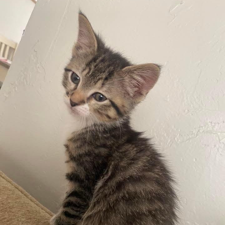 Enlarge Candace , a ADOPTABLE Domestic Short Hair in East Peoria, IL image 1/3