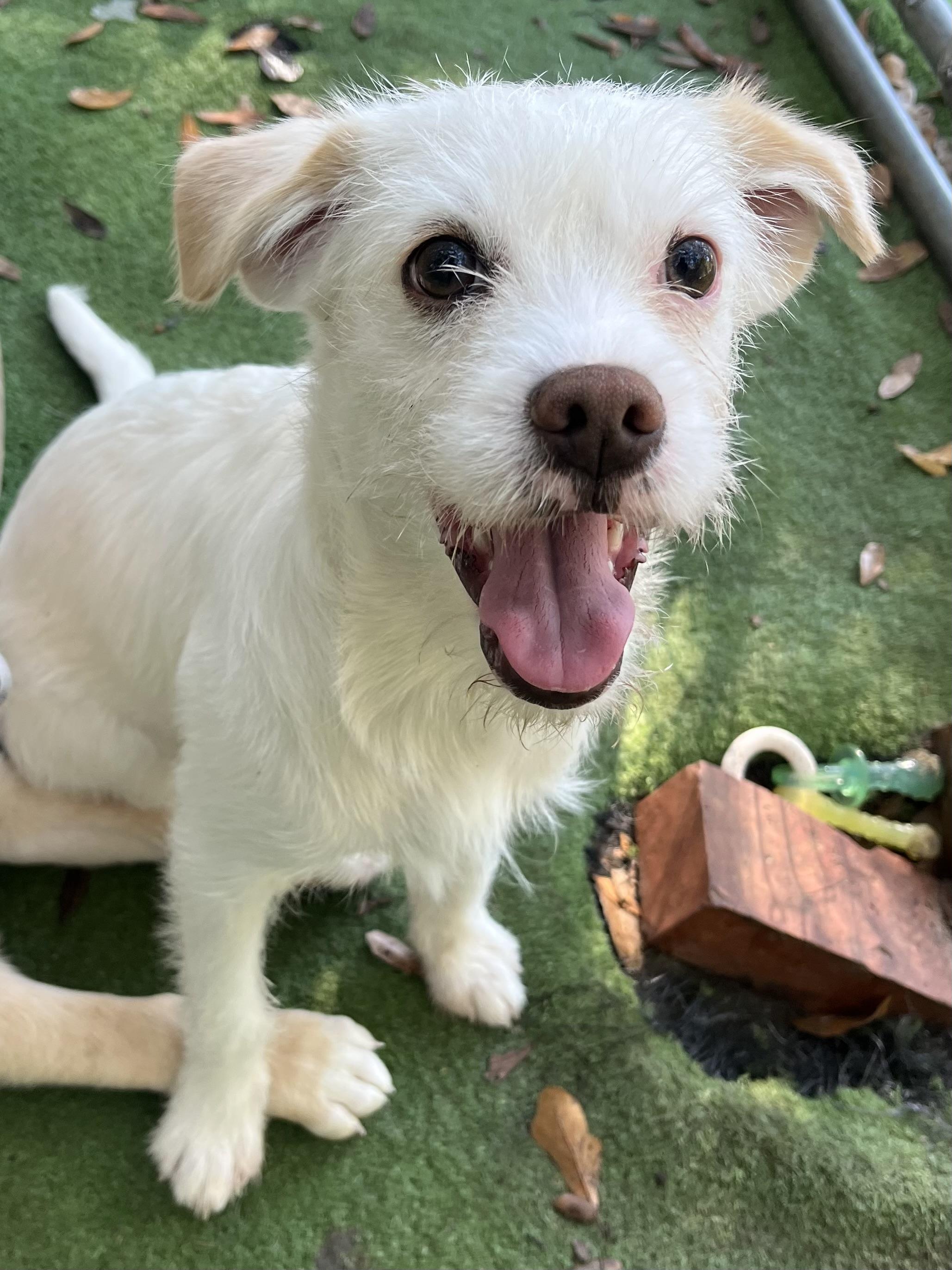 Enlarge Precious , a Adoptable mixed breed in Atlanta , GA image 5/6