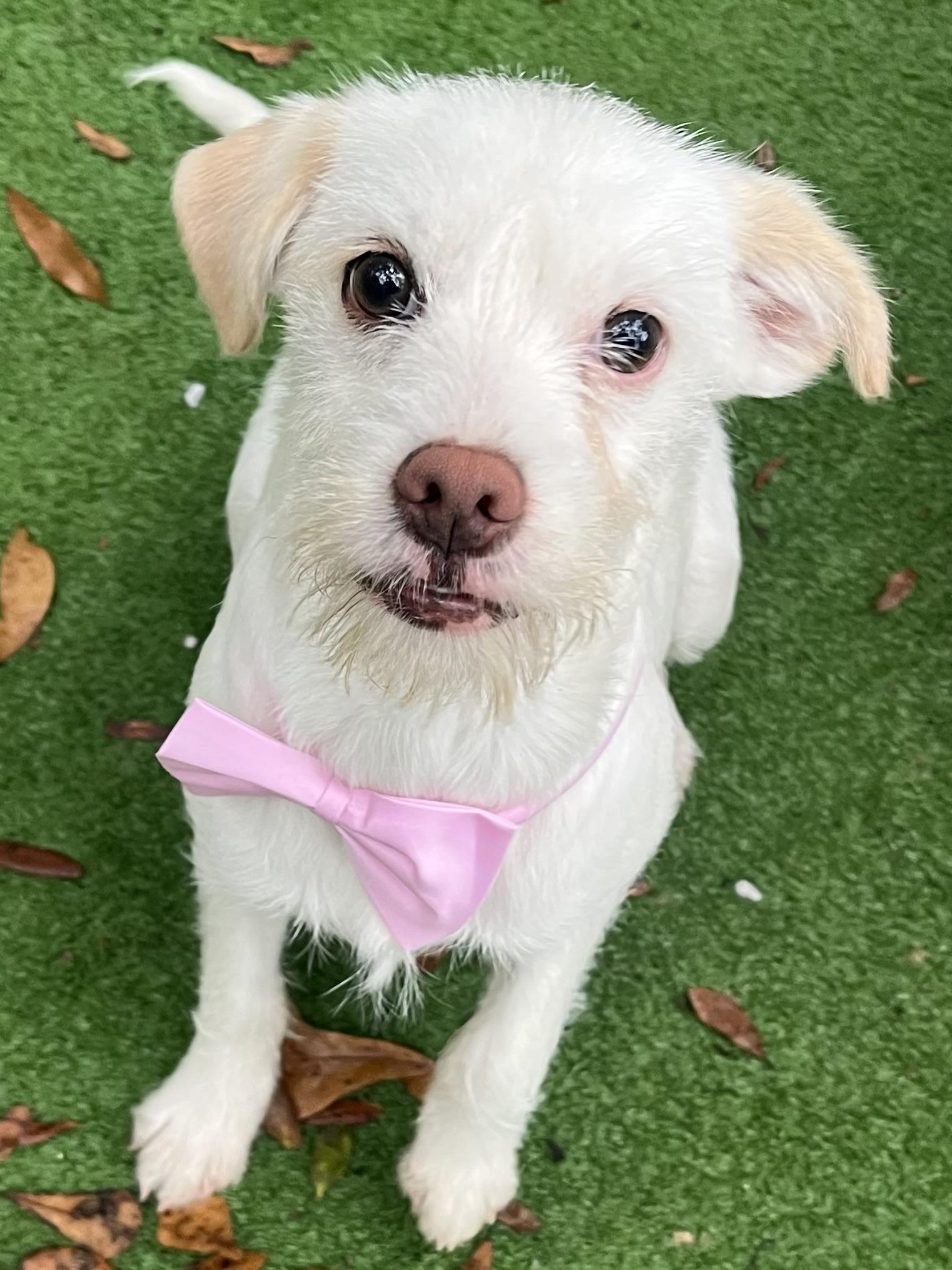 Enlarge Precious , a Adoptable mixed breed in Atlanta , GA image 3/3