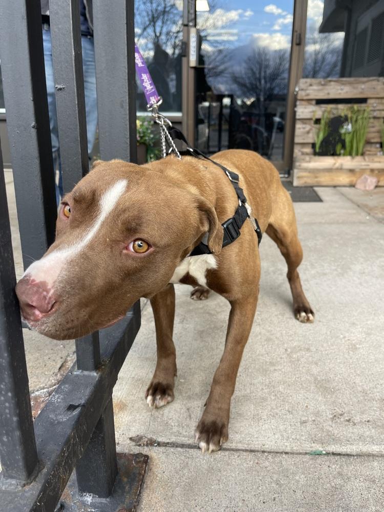 Enlarge Tilly, a Adoptable mixed breed in Aurora, CO image 1/6