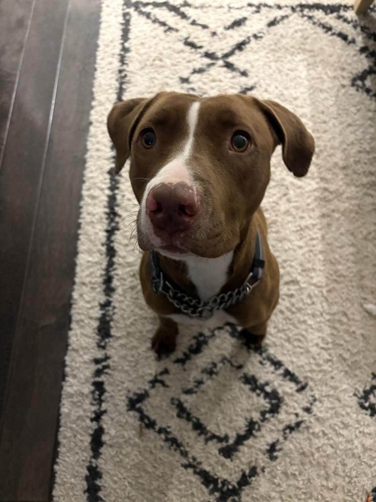 Enlarge Tilly, a Adoptable mixed breed in Aurora, CO image 2/6