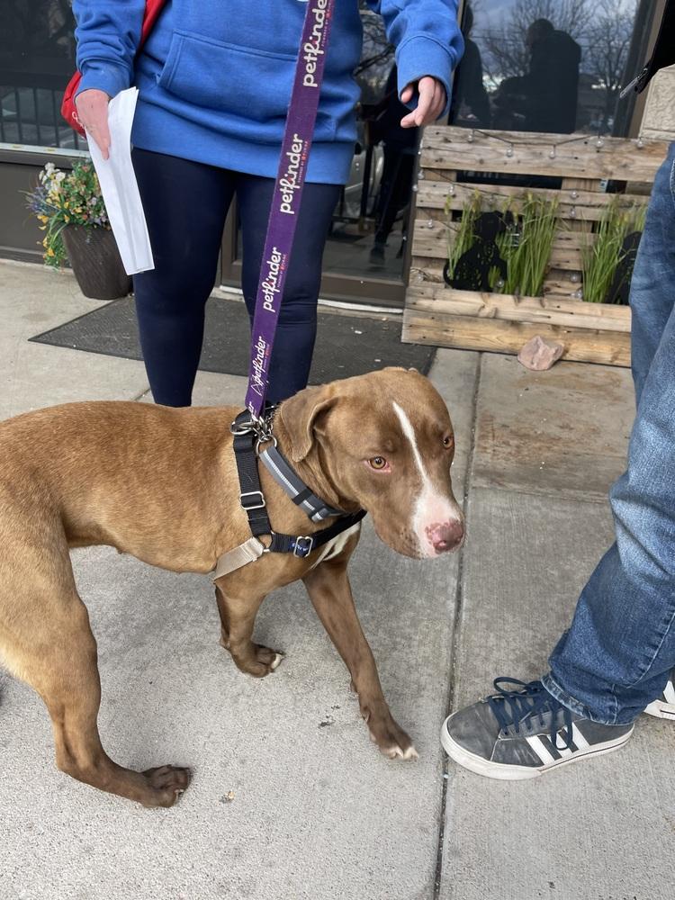 Enlarge Tilly, a Adoptable mixed breed in Aurora, CO image 3/6