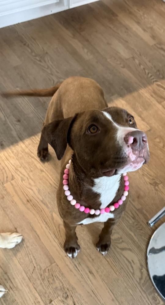 Enlarge Tilly, a Adoptable mixed breed in Aurora, CO image 4/6