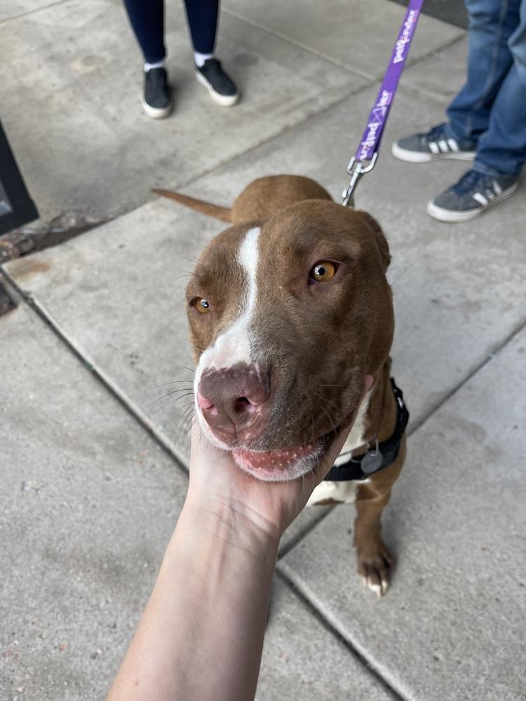 Enlarge Tilly, a Adoptable mixed breed in Aurora, CO image 5/6