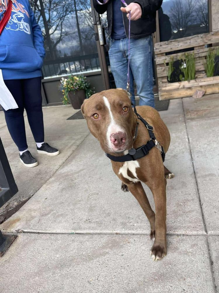 Enlarge Tilly, a Adoptable mixed breed in Aurora, CO image 6/6