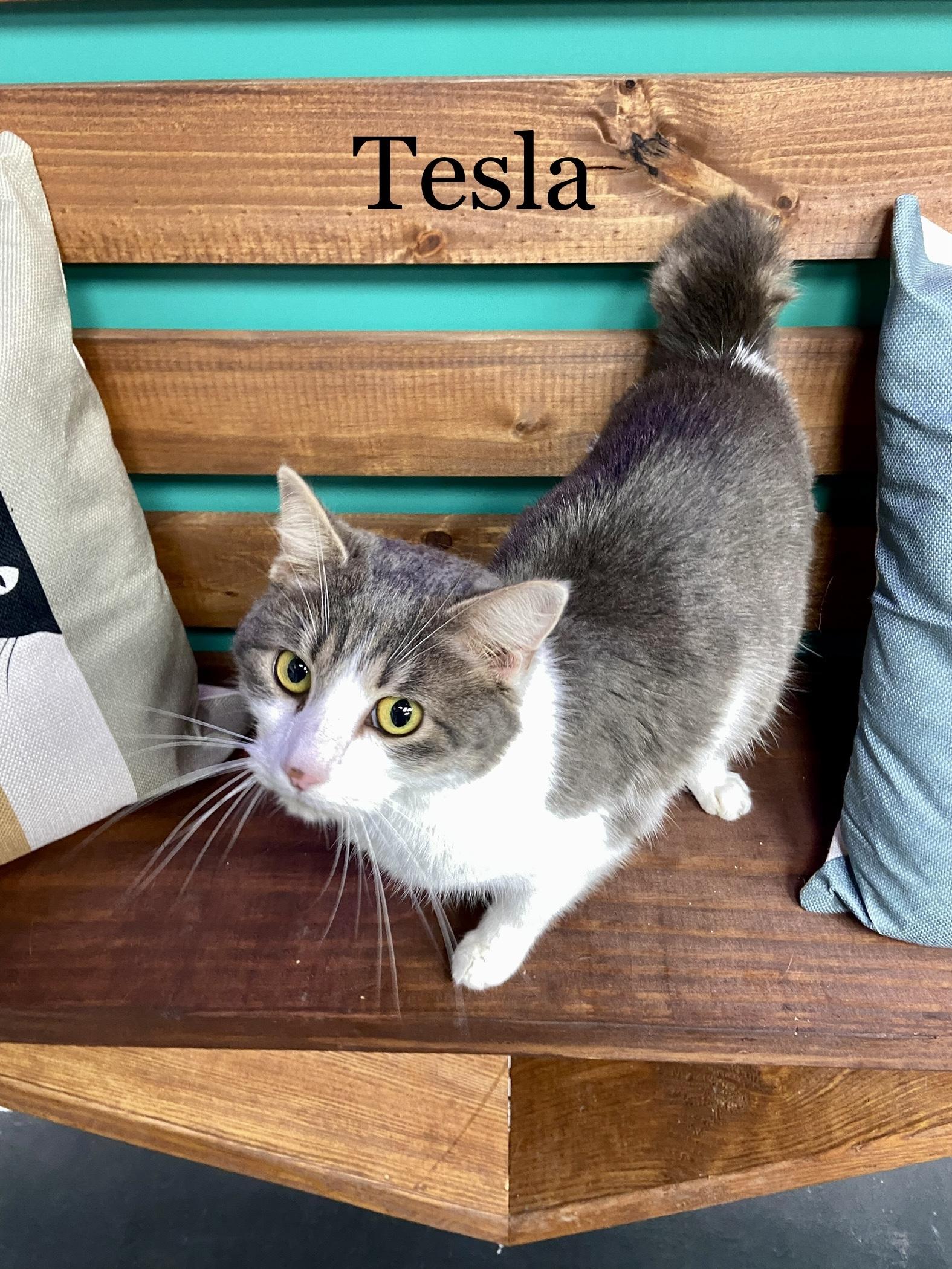Tesla, Adopted, Adult Female American Shorthair.