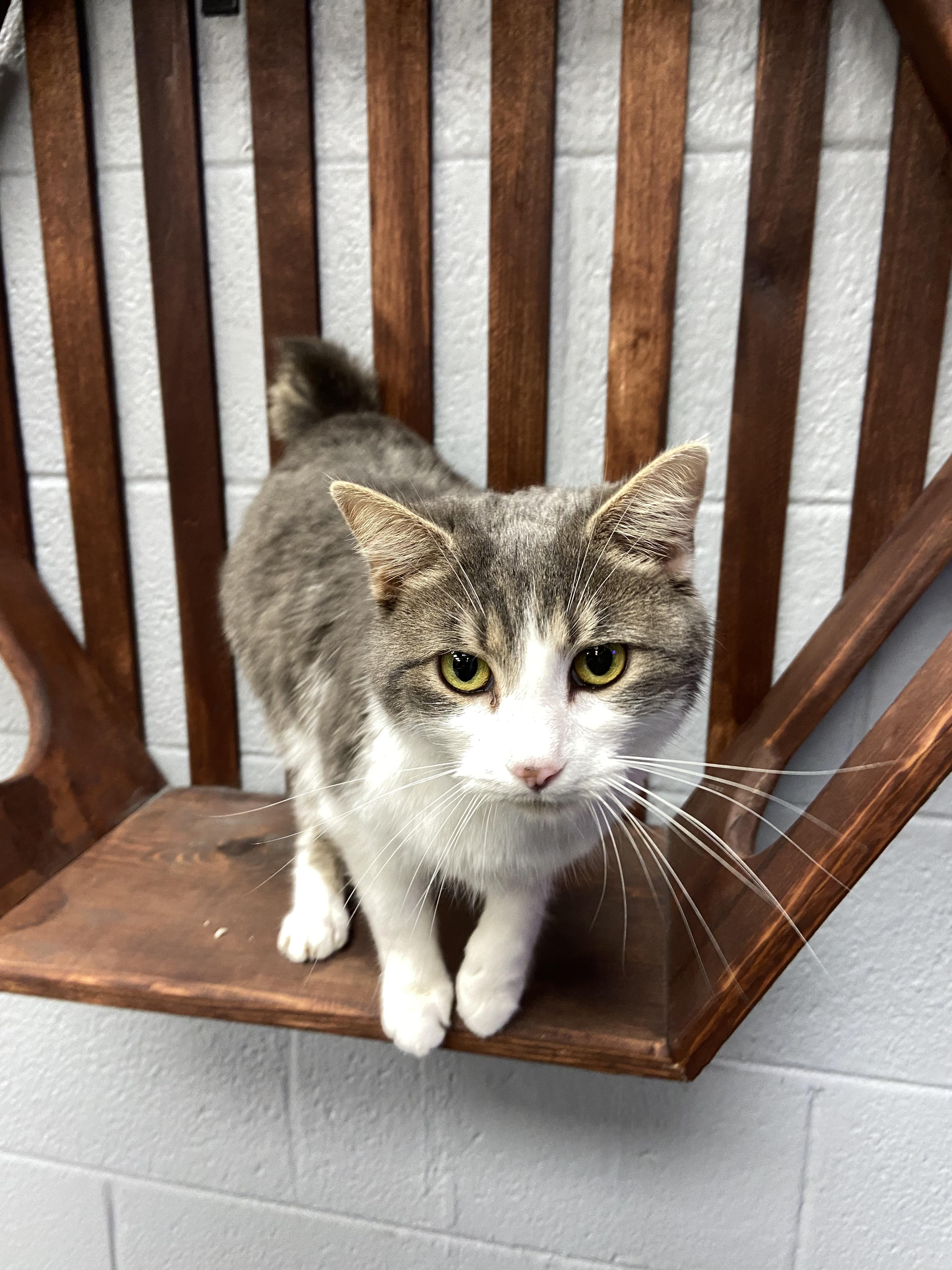 Enlarge Tesla, a Adopted American Shorthair in Sunbright, TN image 2/2