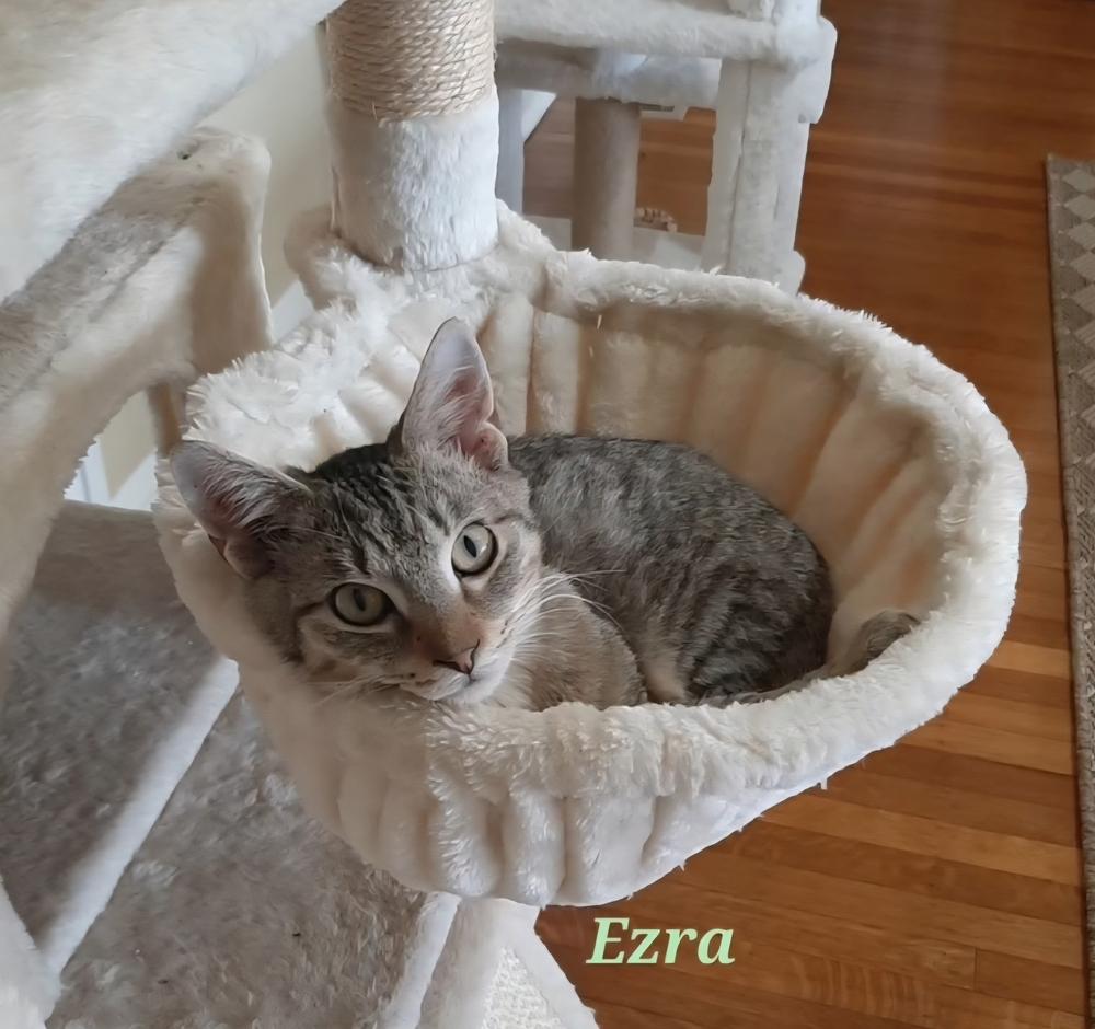 Enlarge Ezra, a Adoptable Domestic Short Hair in Wilson, NC image 1/4