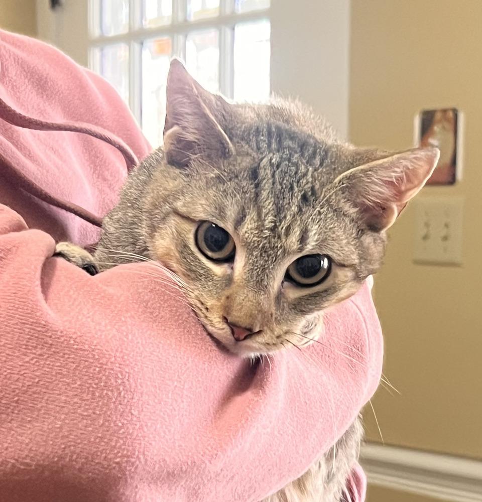 Enlarge Ezra, a Adoptable Domestic Short Hair in Wilson, NC image 2/4