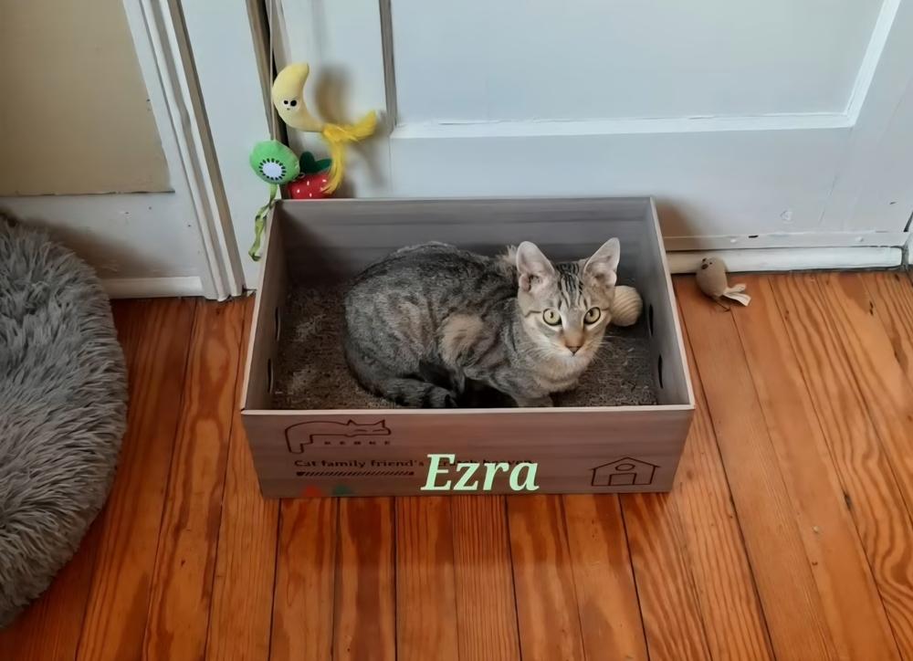 Enlarge Ezra, a Adoptable Domestic Short Hair in Wilson, NC image 3/4