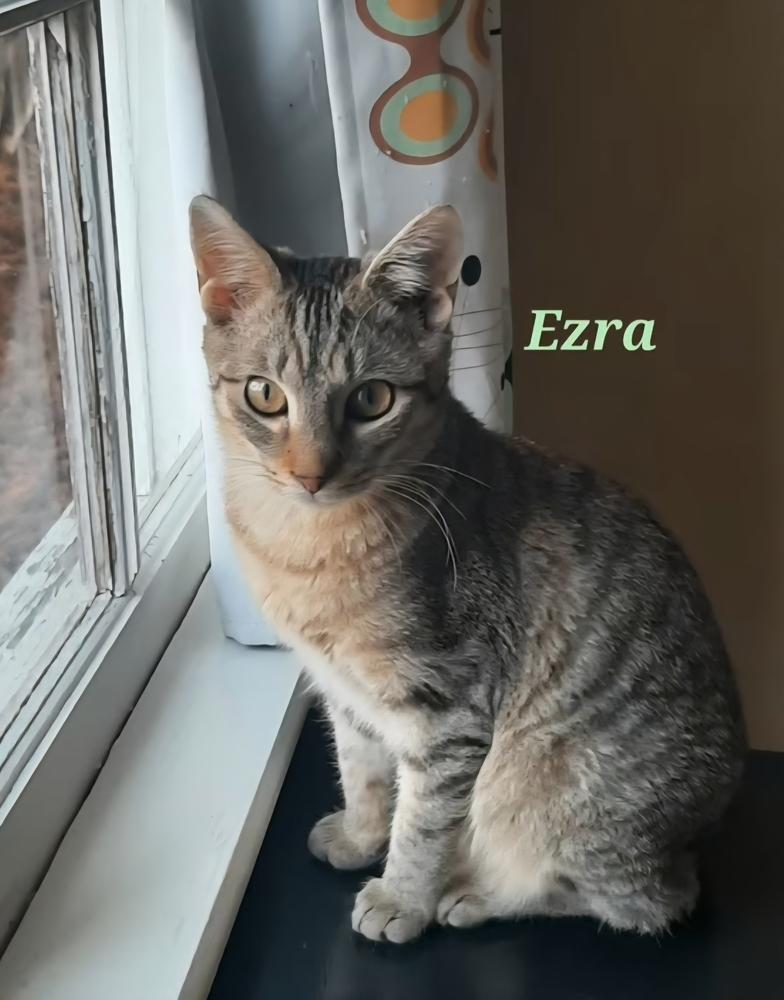 Enlarge Ezra, a Adoptable Domestic Short Hair in Wilson, NC image 4/4