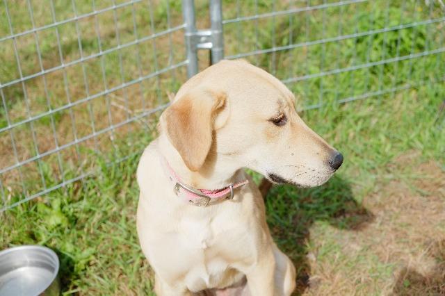 Enlarge Penny2, a Adopted mixed breed in Saint James, MN image 1/5