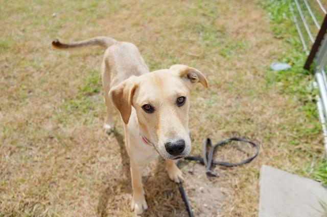 Enlarge Penny2, a Adopted mixed breed in Saint James, MN image 2/5