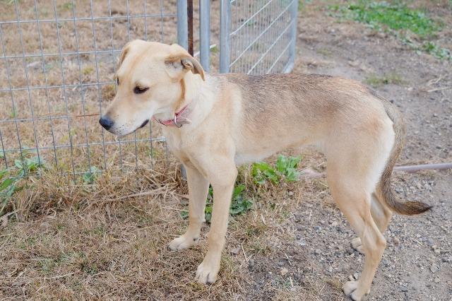 Enlarge Penny2, a Adopted mixed breed in Saint James, MN image 3/5