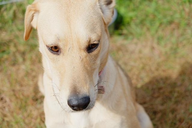 Enlarge Penny2, a Adopted mixed breed in Saint James, MN image 4/5