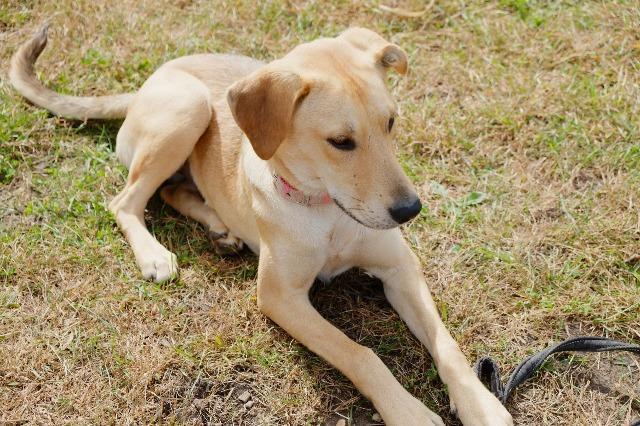Enlarge Penny2, a Adopted mixed breed in Saint James, MN image 5/5