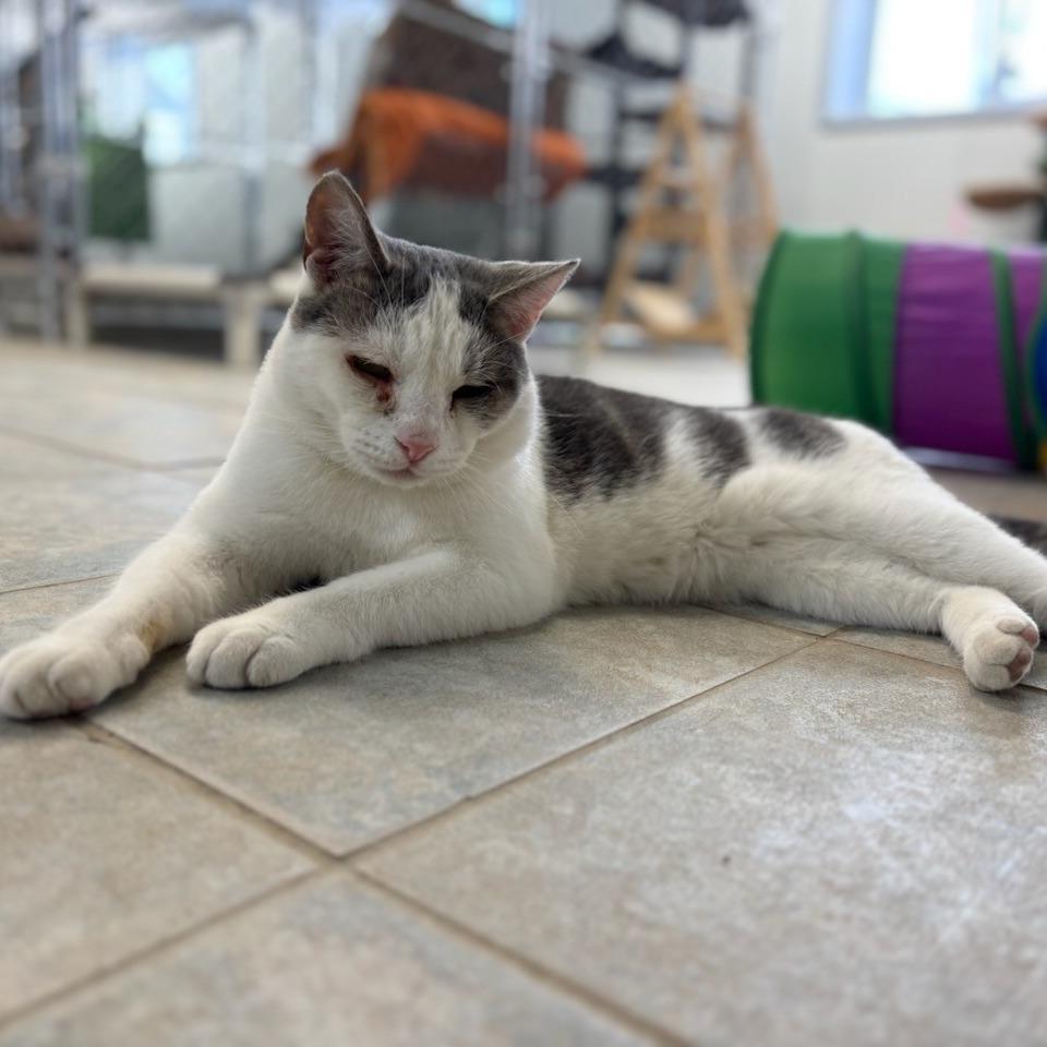 Enlarge Deran, a Adoptable Domestic Short Hair in East Smithfield , PA image 1/6