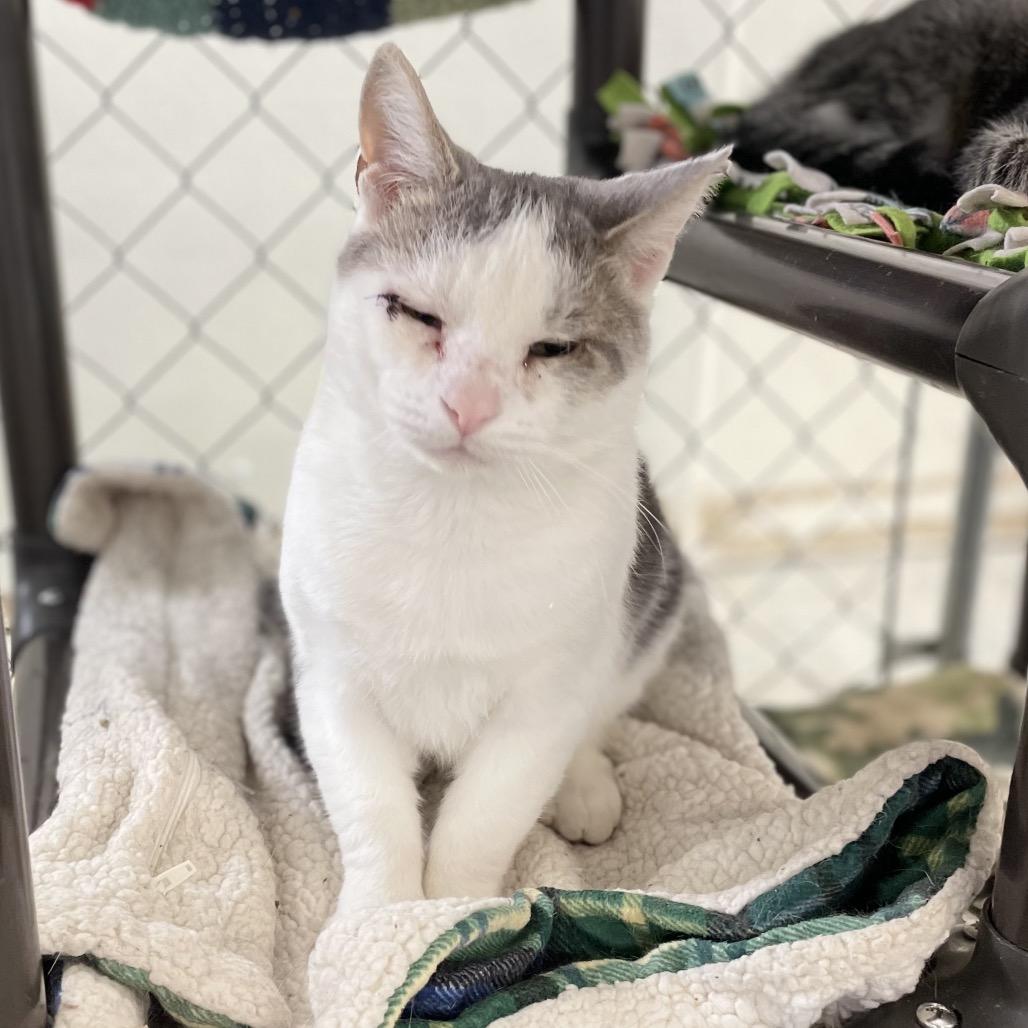 Enlarge Deran, a Adoptable Domestic Short Hair in East Smithfield , PA image 2/6