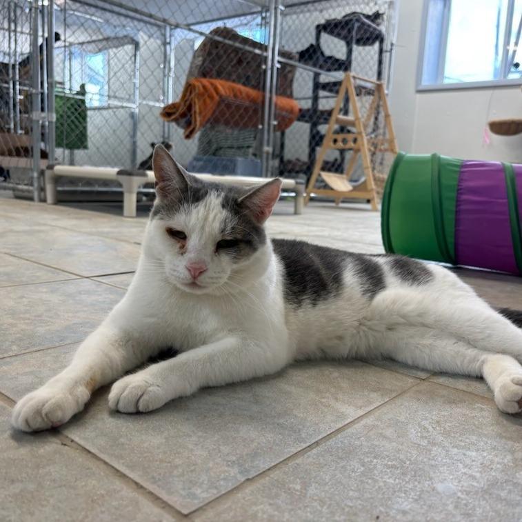 Enlarge Deran, a Adoptable Domestic Short Hair in East Smithfield , PA image 3/6