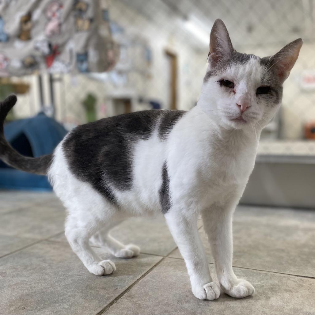 Enlarge Deran, a Adoptable Domestic Short Hair in East Smithfield , PA image 4/6