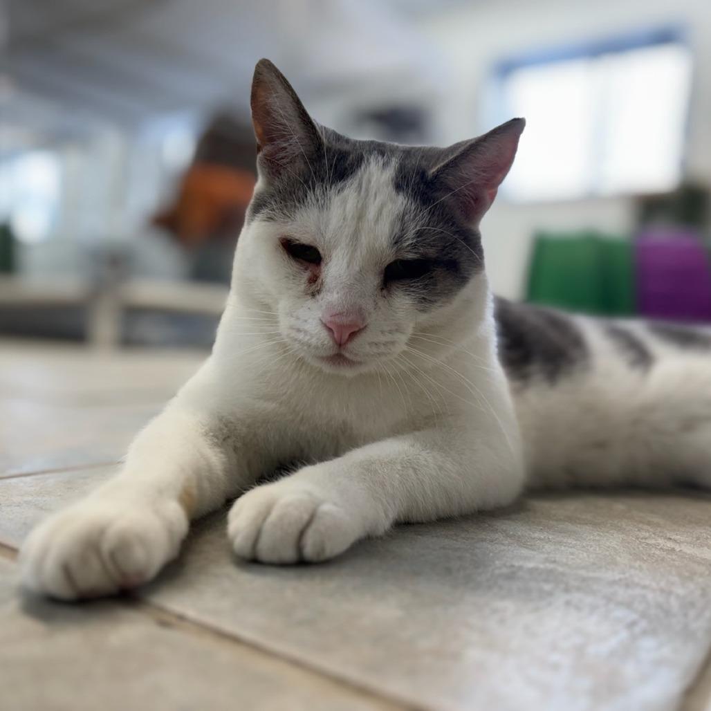 Enlarge Deran, a Adoptable Domestic Short Hair in East Smithfield , PA image 5/6