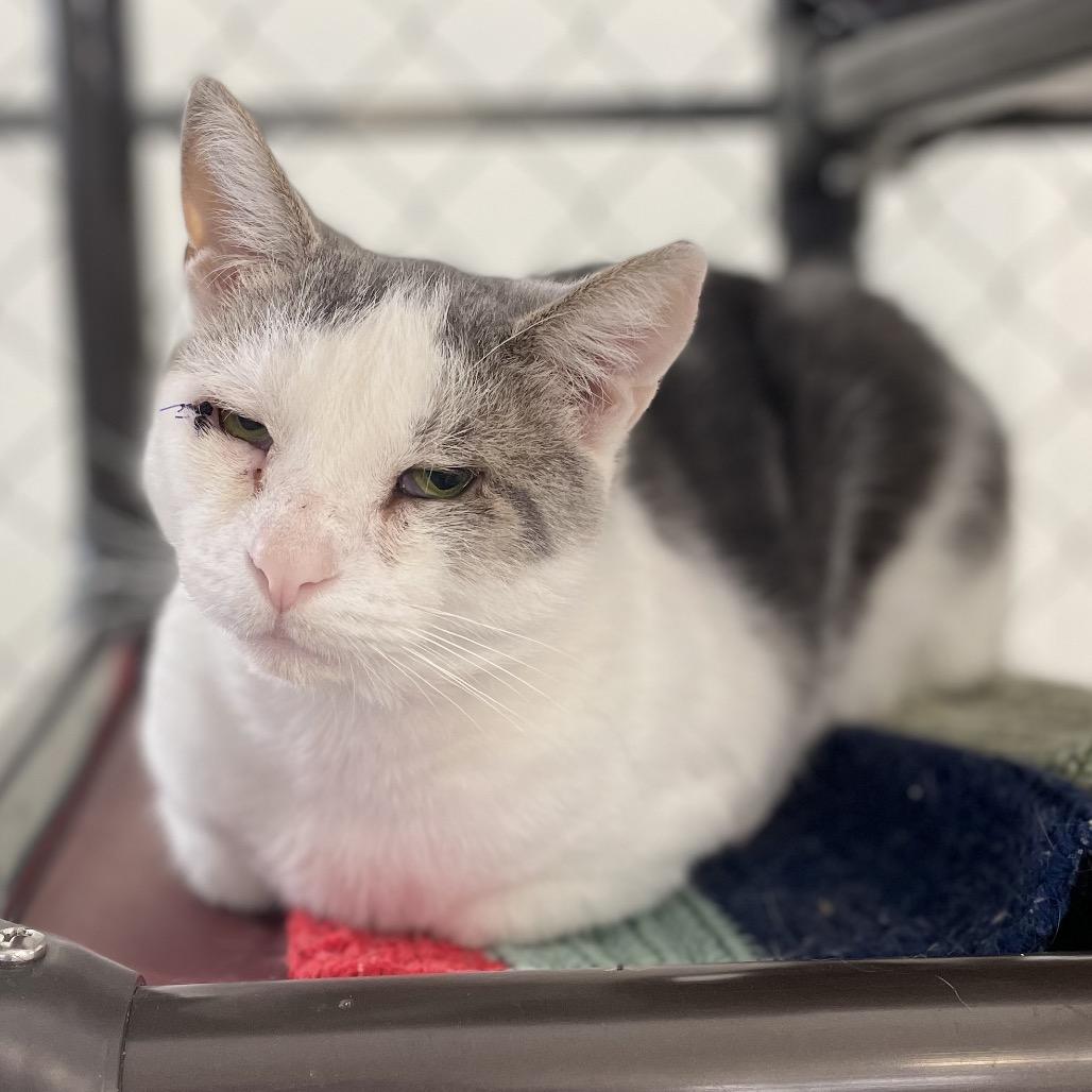 Enlarge Deran, a Adoptable Domestic Short Hair in East Smithfield , PA image 6/6