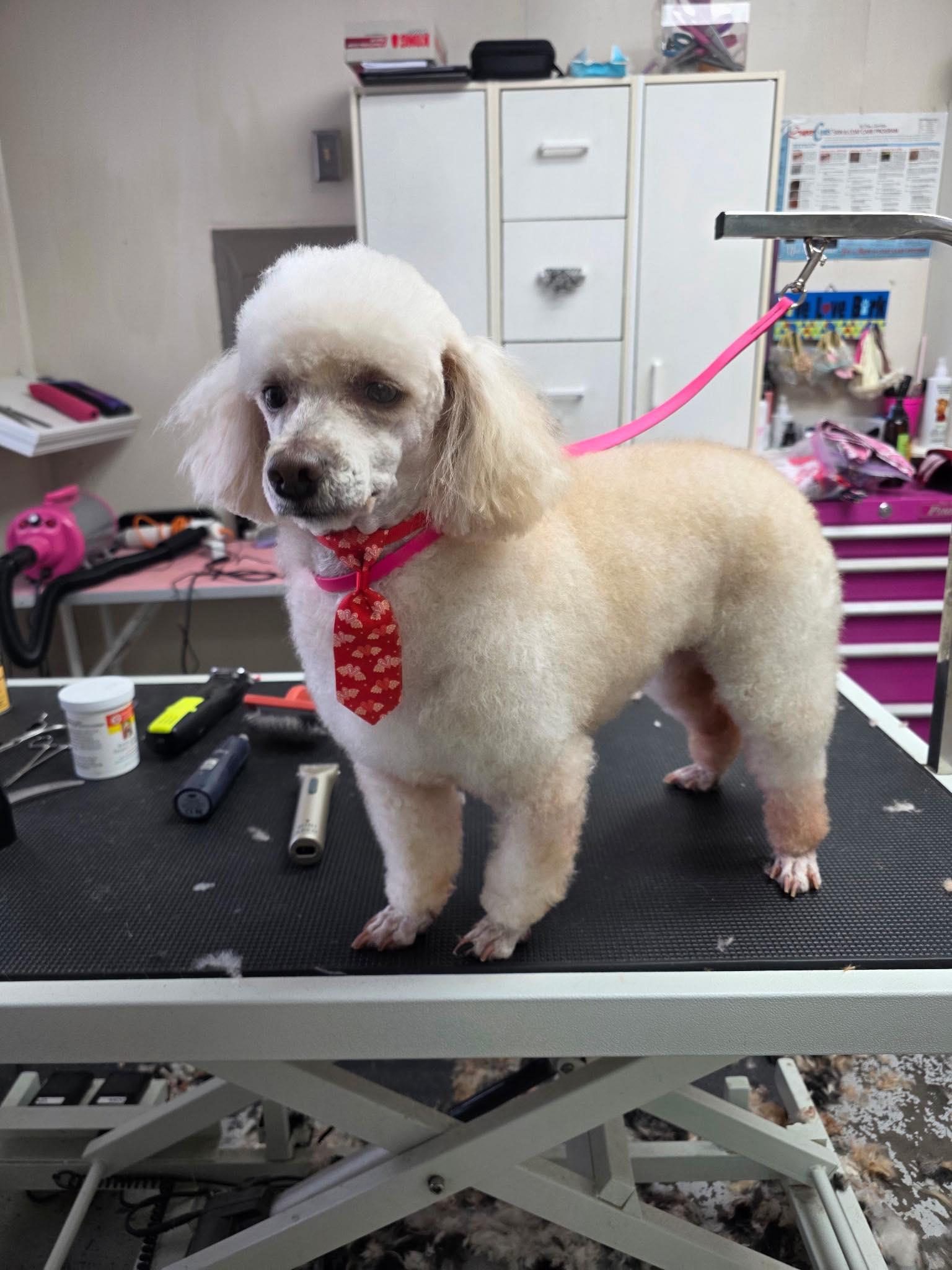 Champ, ADOPTABLE, Adult Male Poodle.
