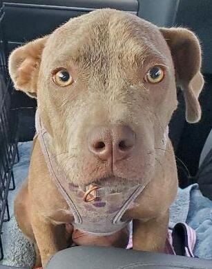 Riley, Adoptable, Young Female Pit Bull Terrier.