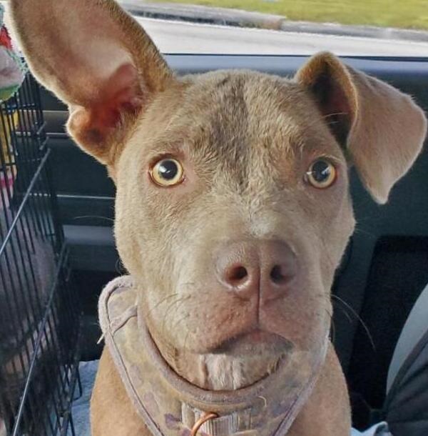 Riley, a Adoptable mixed breed in North Fort Myers, FL image 2/2