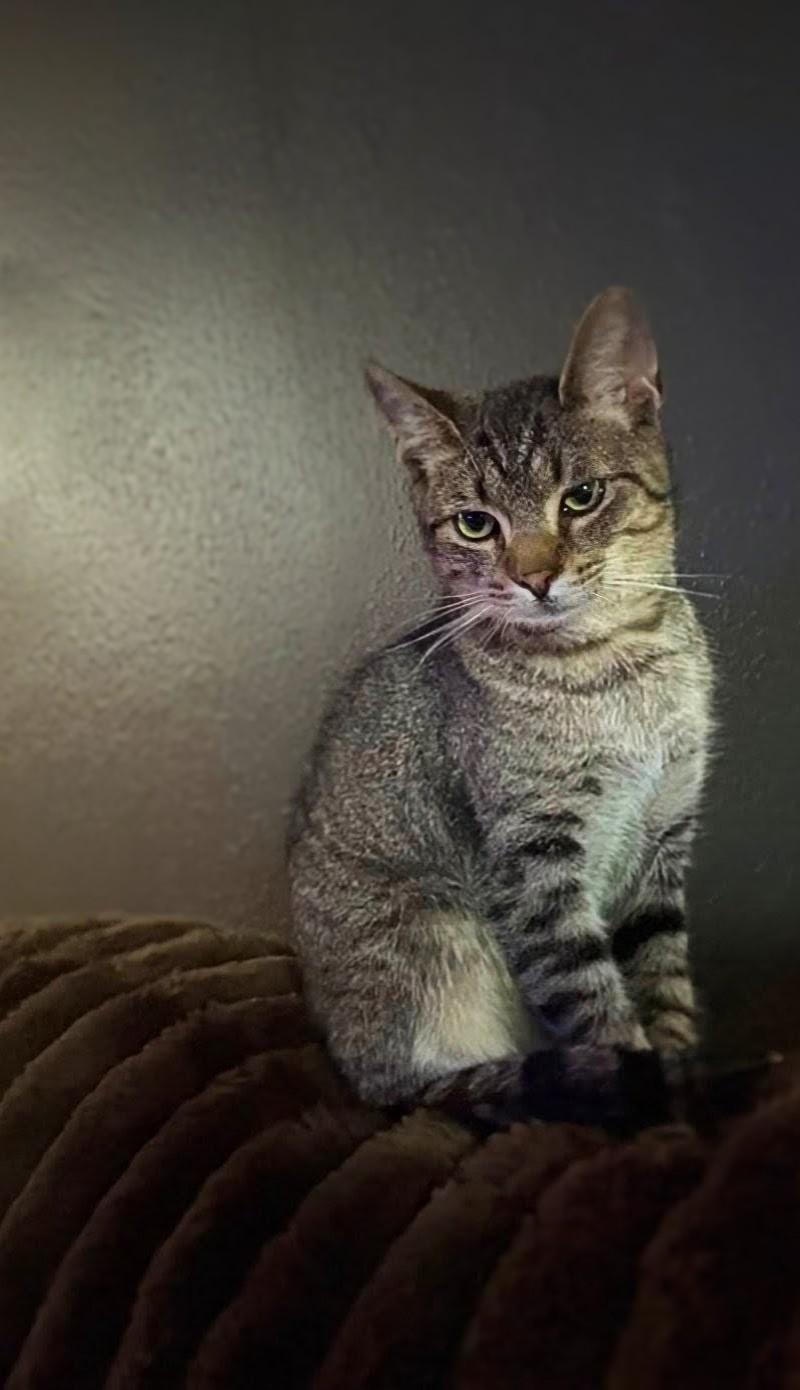 Enlarge Mr. Kitty - URGENT, a ADOPTABLE Tabby in Knoxville, TN image 1/6