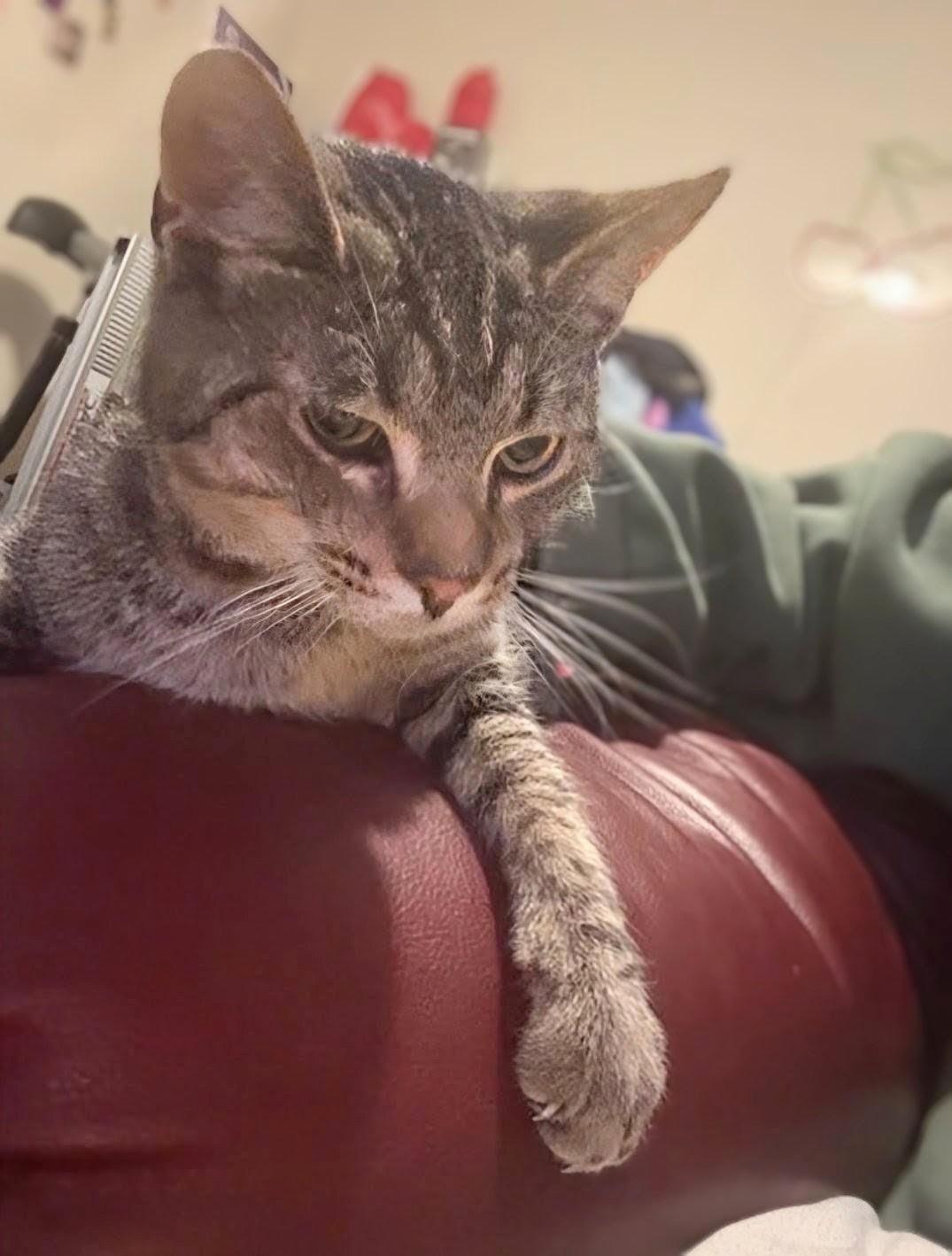 Enlarge Mr. Kitty - URGENT, a ADOPTABLE Tabby in Knoxville, TN image 6/6
