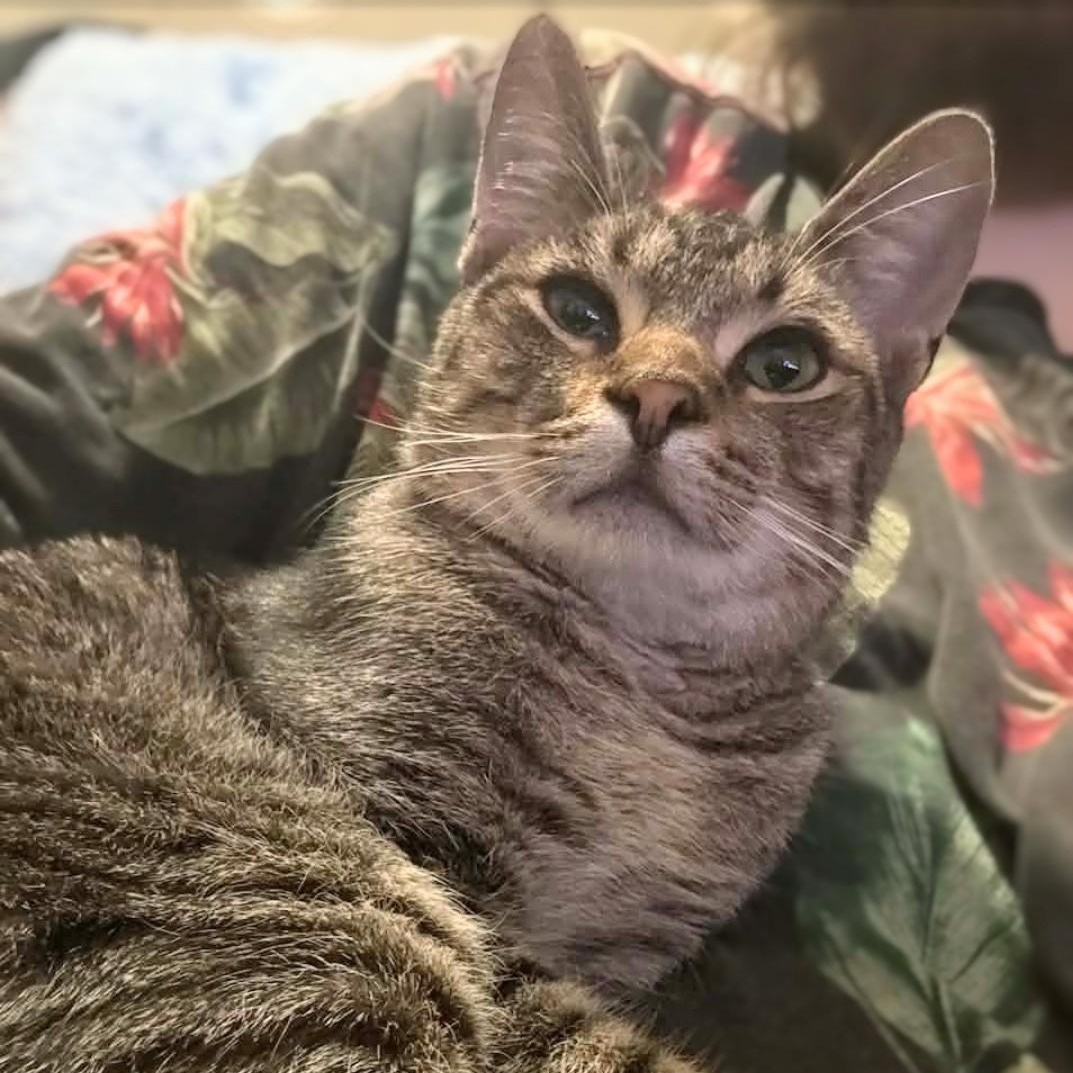 Mr. Kitty - URGENT, ADOPTABLE, Young Male Tabby.