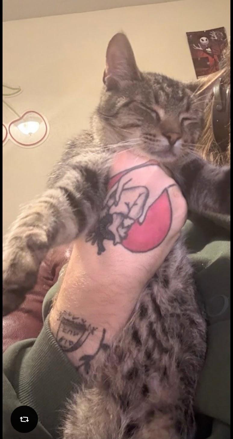 Enlarge Mr. Kitty - URGENT, a ADOPTABLE Tabby in Knoxville, TN image 5/6