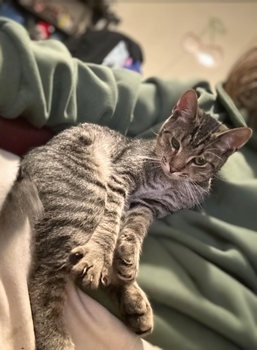Enlarge Mr. Kitty - URGENT, a ADOPTABLE Tabby in Knoxville, TN image 3/6