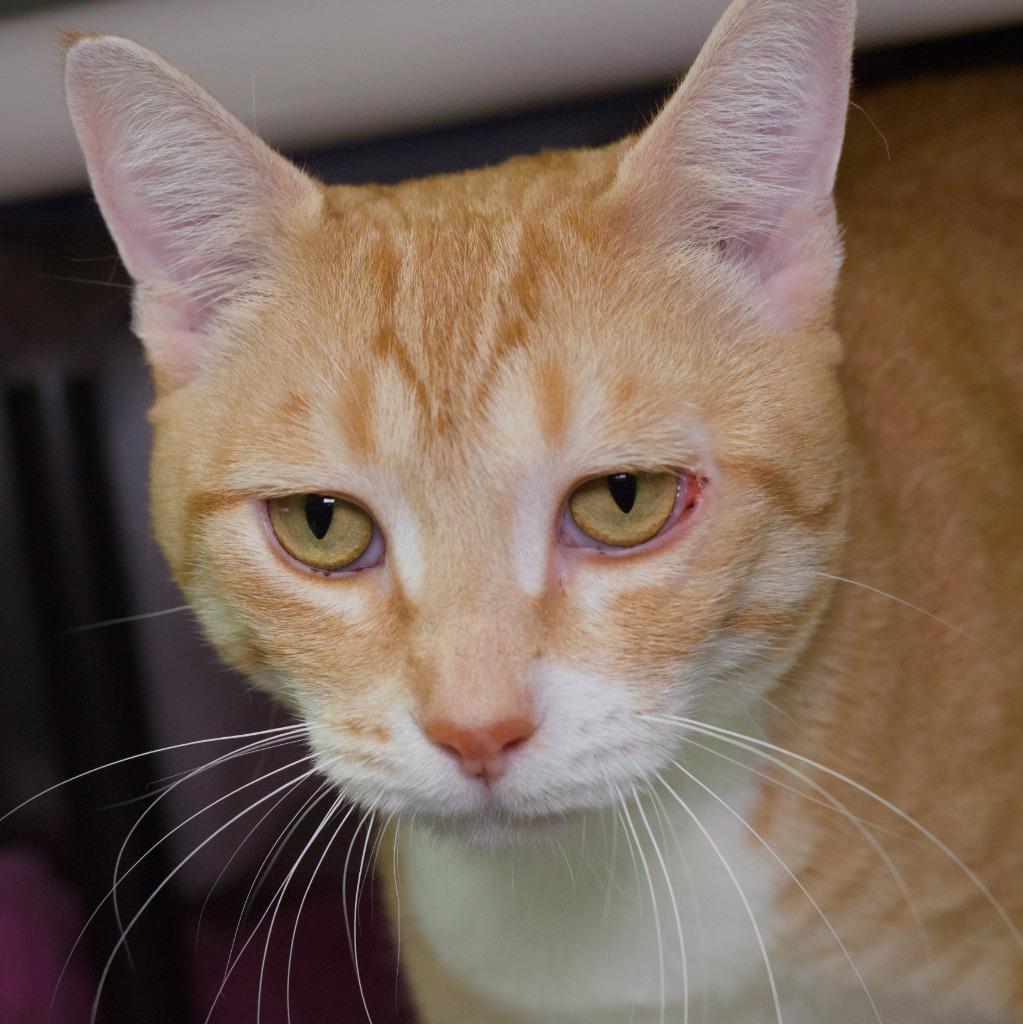 Cindy Lou Who, Adoptable, Adult Female Domestic Short Hair.