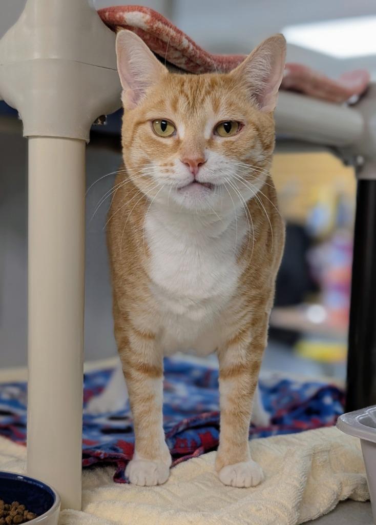 Cindy Lou Who, a Adoptable mixed breed in Shoreline, WA image 2/3