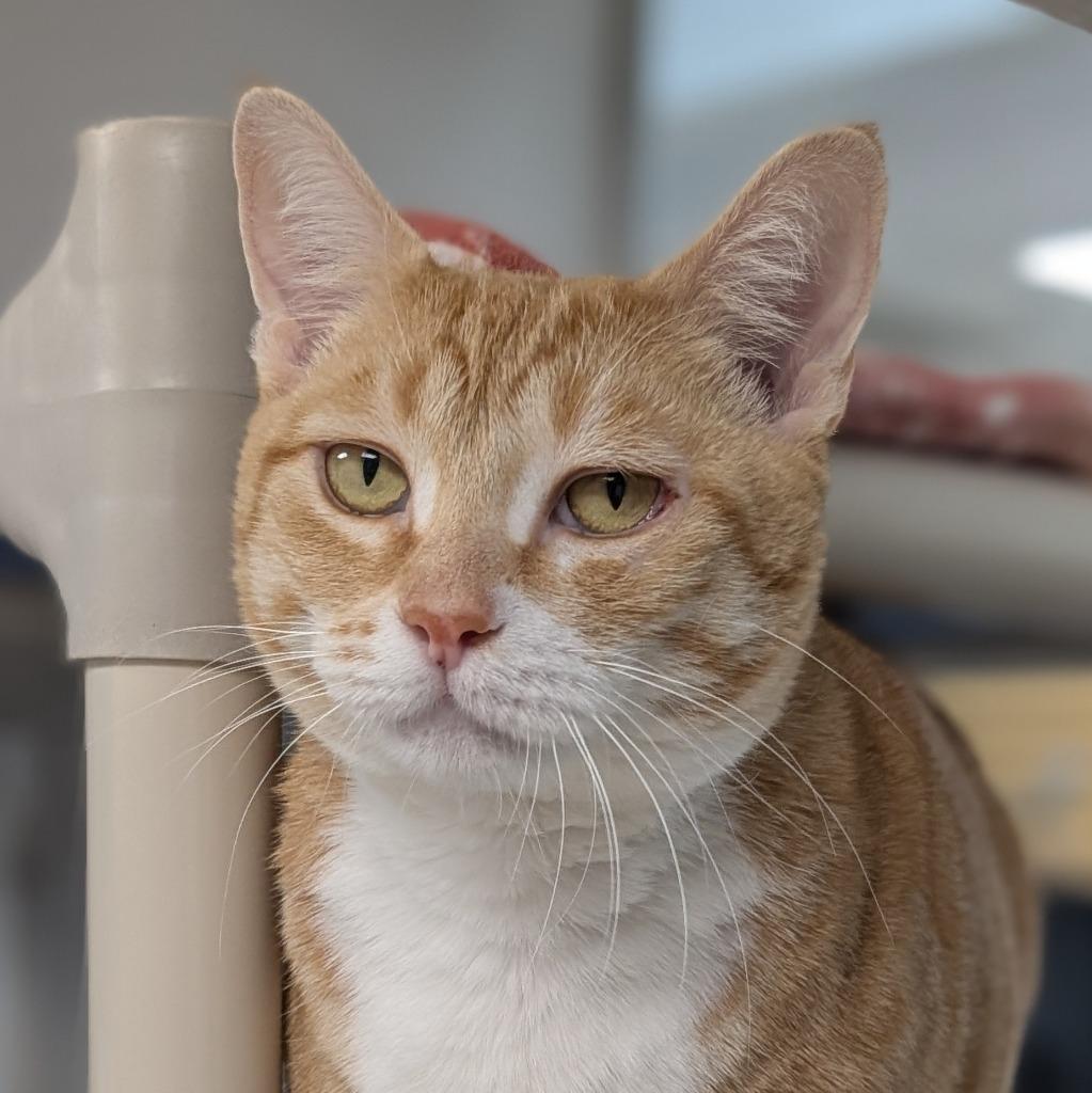 Cindy Lou Who, a Adoptable mixed breed in Shoreline, WA image 3/3
