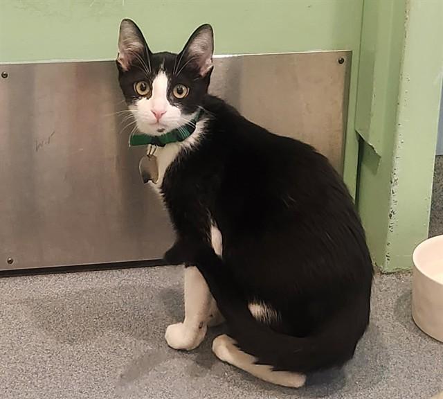 Enlarge JASPER, a Adoptable Domestic Short Hair in St. Louis, MO image 1/1