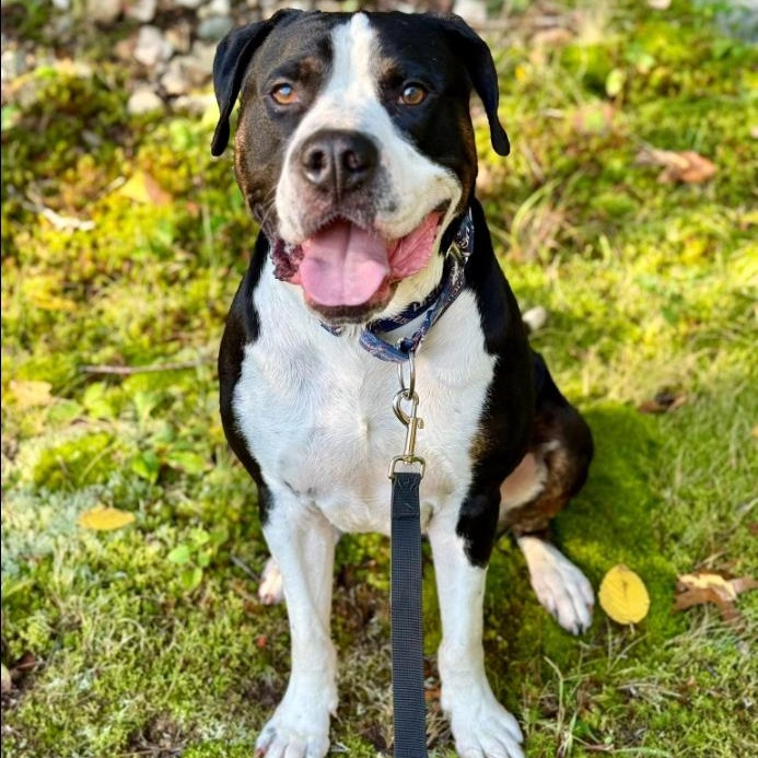 Pi, a Adoptable mixed breed in Old Lyme, CT image 2/3