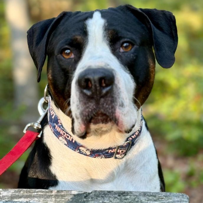 Pi, a Adoptable mixed breed in Old Lyme, CT image 1/3