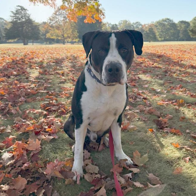 Pi, a Adoptable mixed breed in Old Lyme, CT image 3/3