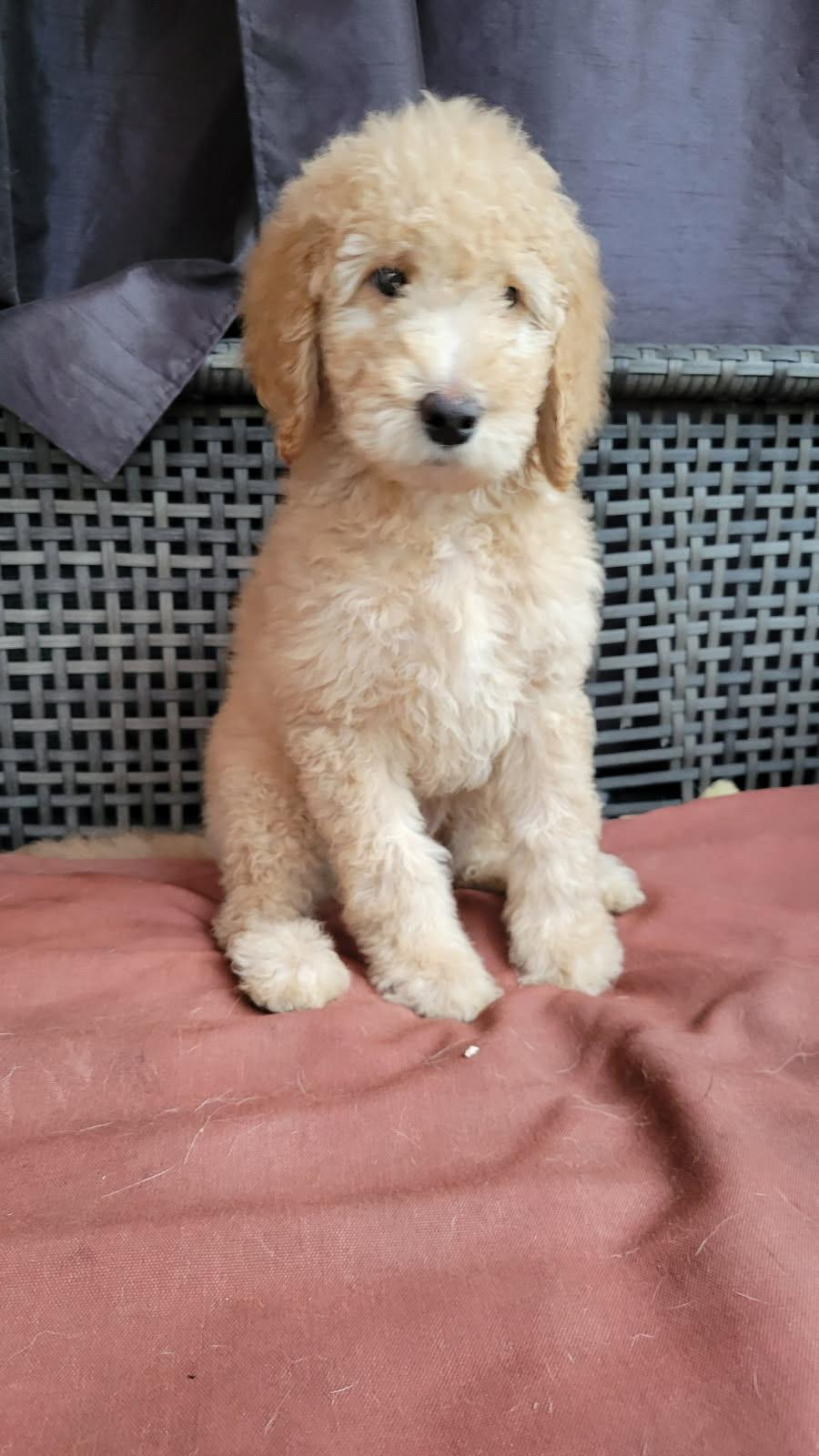Luka, ADOPTABLE, Puppy Male Goldendoodle.